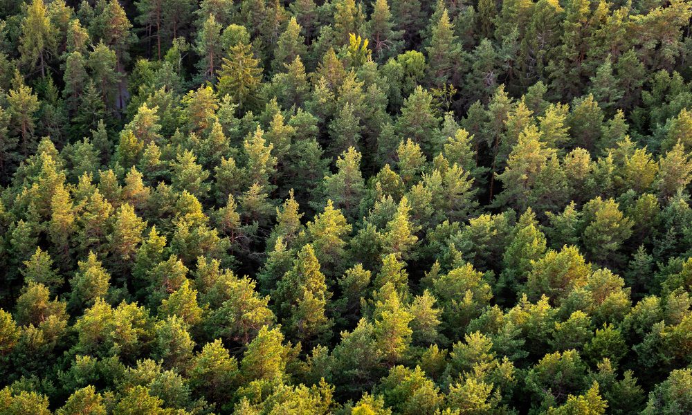 Beautiful panoramic photo over the tops of pine forest. Aerial view. From above. Top view