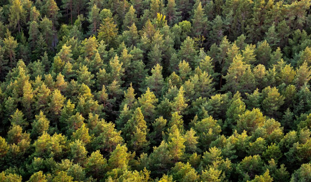 Beautiful panoramic photo over the tops of pine forest. Aerial view. From above. Top view